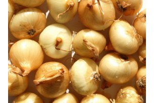 Onions – Catastrophic Situation in Processing Drags Down the Entire Market