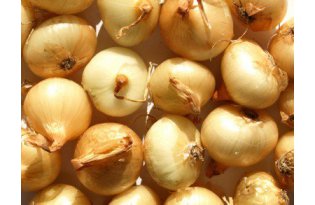 Onions – Catastrophic Situation in Processing Drags Down the Entire Market