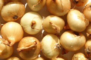 Onions – Catastrophic Situation in Processing Drags Down the Entire Market