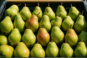 Pear Prices in Warsaw Stable Amid Early August Supply