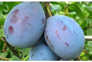 Plums Are Getting Cheaper Even Faster Than Last Year
