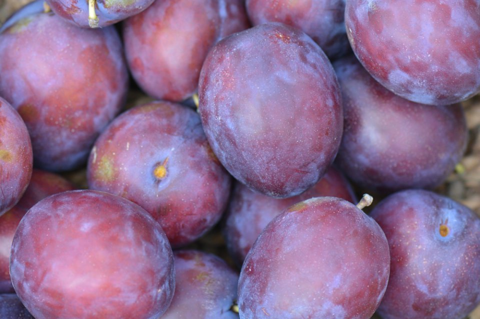Plums Still Without a Clear Increase in Supply