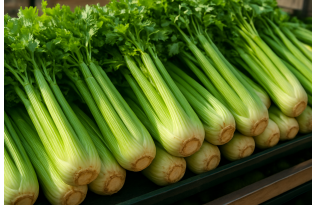 Poland: Lower 2026 Celery Harvest, Stable Wholesale Prices in August