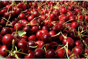 Polish Cherry Season Nears Its End