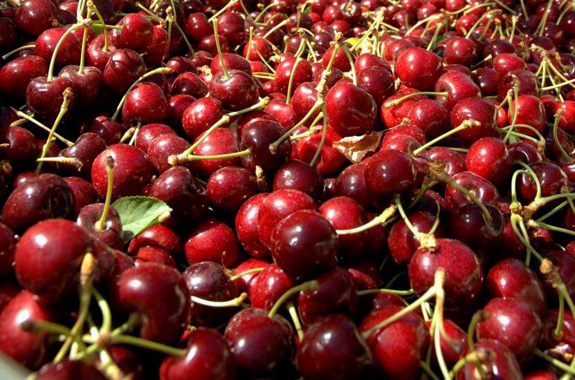 Polish Cherry Season Nears Its End
