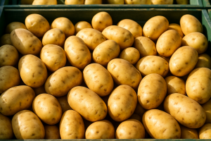 Polish Early Potato Supply High, Prices Remain Under Pressure