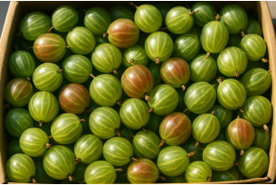 Polish Gooseberry Harvest Down 5%, Wholesale Prices Rise in Warsaw