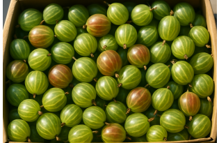 Polish Gooseberry Harvest Down 5%, Wholesale Prices Rise in Warsaw
