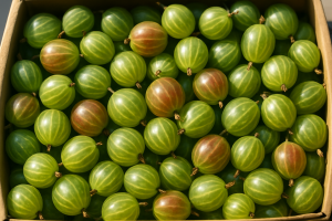Polish Gooseberry Harvest Down 5%, Wholesale Prices Rise in Warsaw