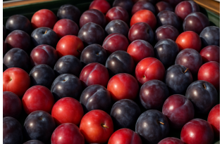 Polish Plums: Retail Chains Resume Domestic Buying, Wholesale Prices Drop