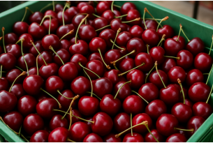 Poland: Cherries in wholesale market quotations, buying stations and marketplaces – August 21