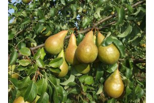 Purchase of Thinned Pears Has Begun