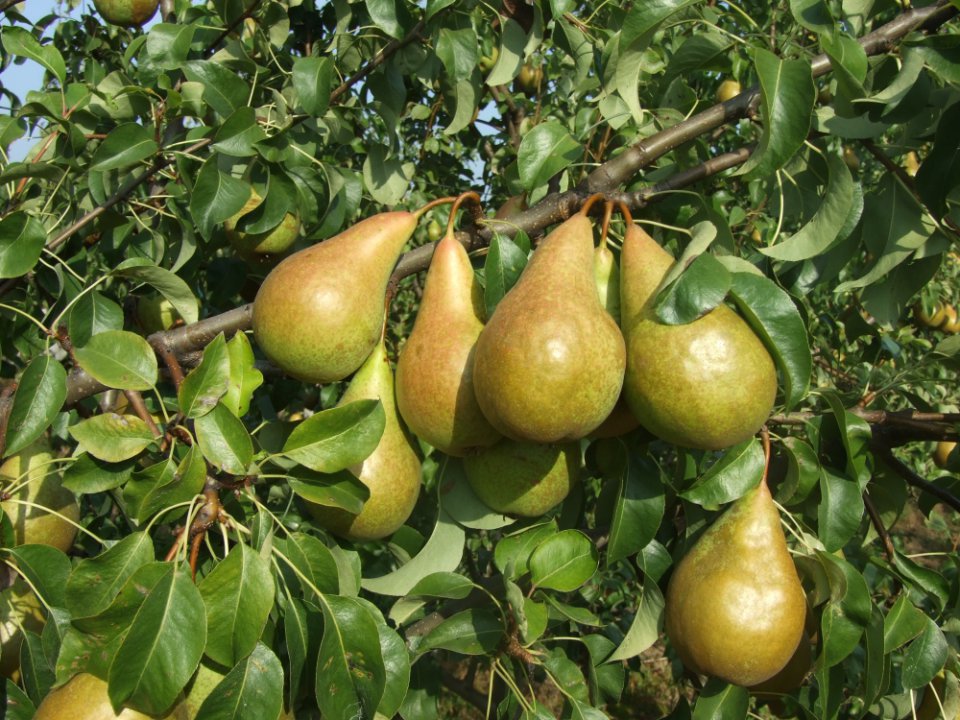 Purchase of Thinned Pears Has Begun