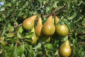 Purchase of Thinned Pears Has Begun