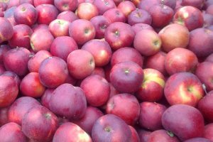 Red Jonaprince Apple Prices – Not Impressive