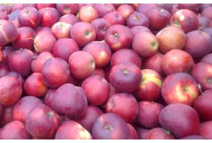 Red Jonaprince Apple Prices – The Situation Is Far from Impressive