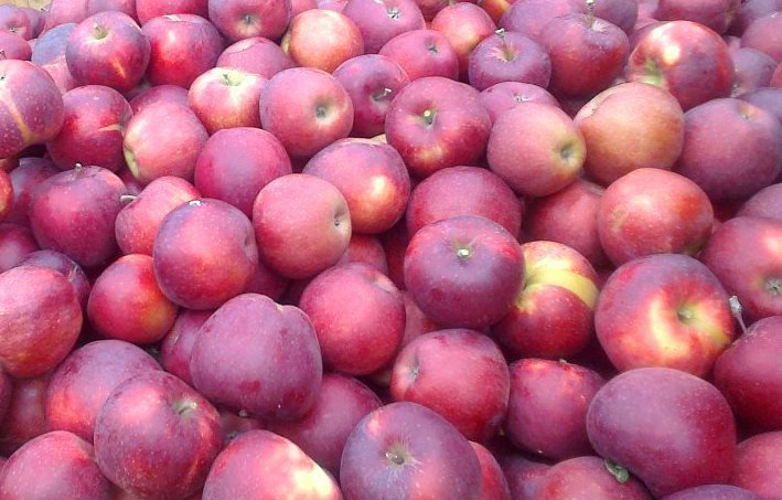 Red Jonaprince Apple Prices – The Situation Is Far from Impressive