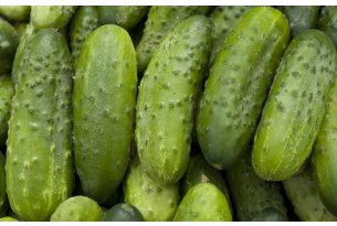 Sharp Drop in Field Cucumber Prices