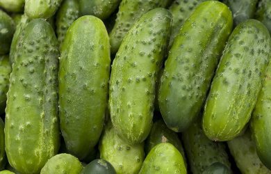 Sharp Drop in Field Cucumber Prices