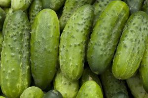 Sharp Drop in Field Cucumber Prices