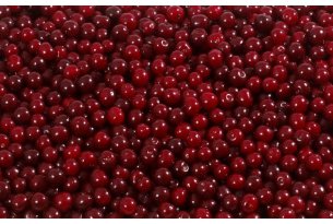 Sour Cherry Prices for Freezing Drop Sharply – Repeat of Last Year