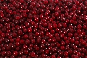Sour Cherry Procurement 2026 Nears Completion