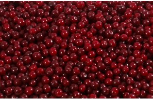 Sour Cherry Purchasing Season Comes to an End
