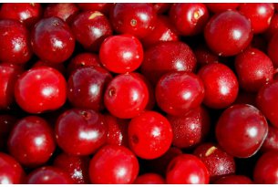 Sour Cherry Season Starts with Prices Similar to Last Year?