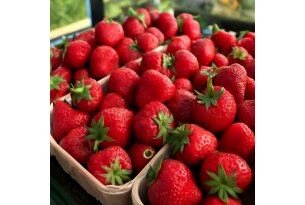 Strawberries: Shorter Season and Decline in Supply of Dessert-Quality Fruit