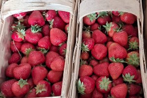 Strawberry Processing Prices at the Peak of the Season