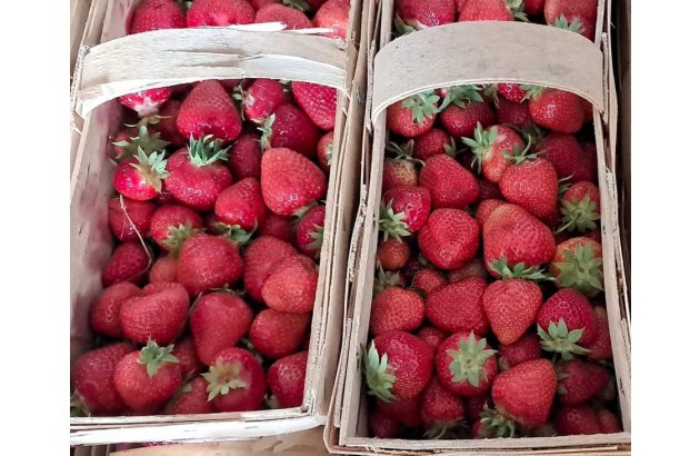 Strawberry Processing Prices at the Peak of the Season