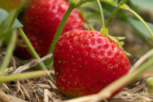 The Dessert Strawberry Season Winds Down Without Much Excitement