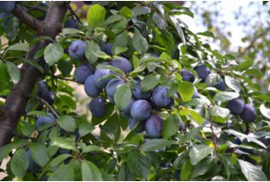 The First Polish Plums Hit the Market: What Are Their Prices?