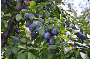 The First Polish Plums Hit the Market: What Are Their Prices?