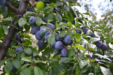 The First Polish Plums Hit the Market: What Are Their Prices?