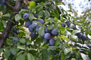 The First Polish Plums Hit the Market: What Are Their Prices?