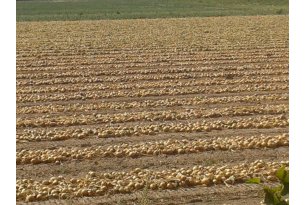 The Impact of Weather on Onion Prices Is Evident, But…