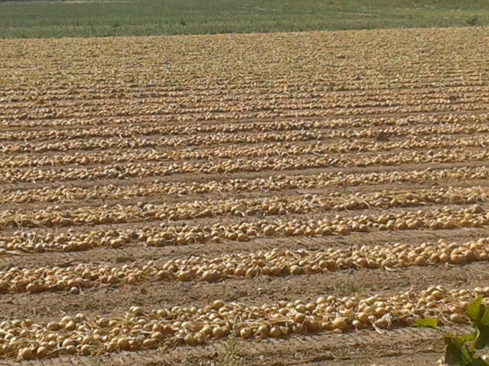 The Impact of Weather on Onion Prices Is Evident, But…