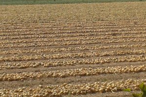 The Impact of Weather on Onion Prices Is Evident, But…
