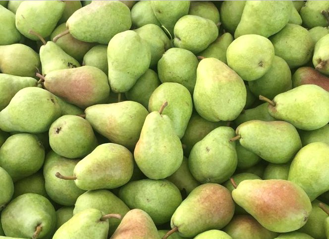 The New Season of Domestic Dessert Pears Begins