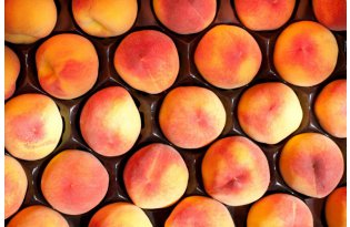 The Peach, Nectarine, and Apricot Season Gains Momentum