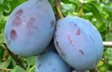 The Polish Plum Season Gains Momentum
