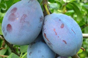 The Polish Plum Season Gains Momentum
