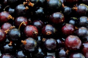 There Are Still Buyers for Currants, But…