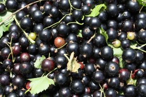 Very Weak Price Start to the Black Currant Procurement Season
