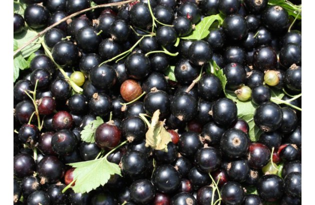 Very Weak Price Start to the Black Currant Purchasing Season