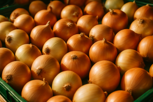 Warsaw region: onion prices stable ahead of Bronisze market closure
