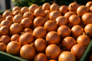 Warsaw region: Onion prices stable, new harvest expands supply