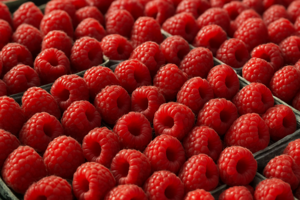 Warsaw region: Polish raspberry prices at €4.6–8.1/kg, peak July supply