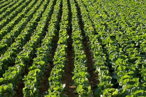 Weather Again Affects Chinese Cabbage Prices